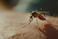 Aedes aegypti merupakan jenis nyamuk kosmopolitan yang dapat membawa virus dengue penyebab penyakit demam berdarah. Foto: ist