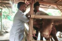 Petugas DKP Kota Tangerang memeriksa kondisi kesehatan hewan kurban di lapak-lapak di Kota Tangerang. Foto: ist