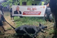Anggota DPR RI Fraksi Partai Gerindra Annisa Mahesa menyalurkan sebanyak 63 ekor hewan qurban, terdiri dari 19 ekor sapi dan 44 ekor kambing. Foto: Imam DJM