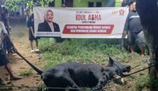 Anggota DPR RI Fraksi Partai Gerindra Annisa Mahesa menyalurkan sebanyak 63 ekor hewan qurban, terdiri dari 19 ekor sapi dan 44 ekor kambing. Foto: Imam DJM
