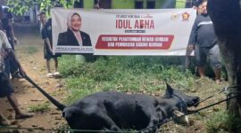 Anggota DPR RI Fraksi Partai Gerindra Annisa Mahesa menyalurkan sebanyak 63 ekor hewan qurban, terdiri dari 19 ekor sapi dan 44 ekor kambing. Foto: Imam DJM